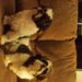 Profile Picture of Jen Tarasewicz (@jentarasewicz) on Pinterest