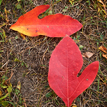 Profile Picture of David Marvin (@daveumich) on Flickr