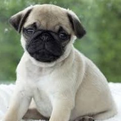 Profile Picture of Robin Hyland (@JackJoshAndJeb) on Twitter