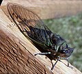 Profile Picture of Cicada - Wikipediaon Wikipedia