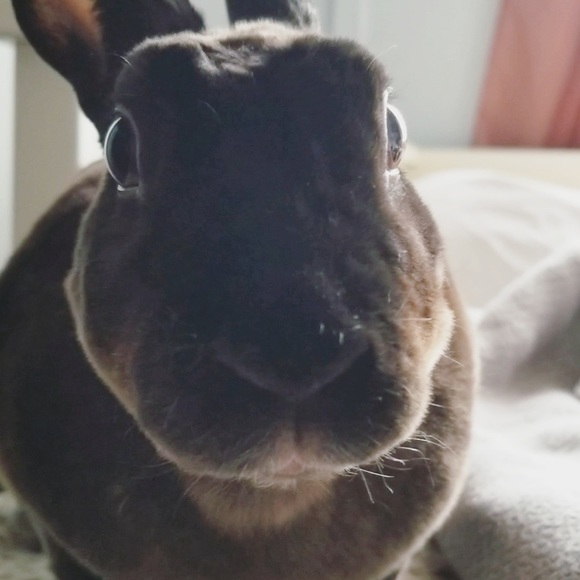 Eleni Tsalikis - Poshmark Profile Picture of Eleni Tsalikis (@nenibun) on Poshmark