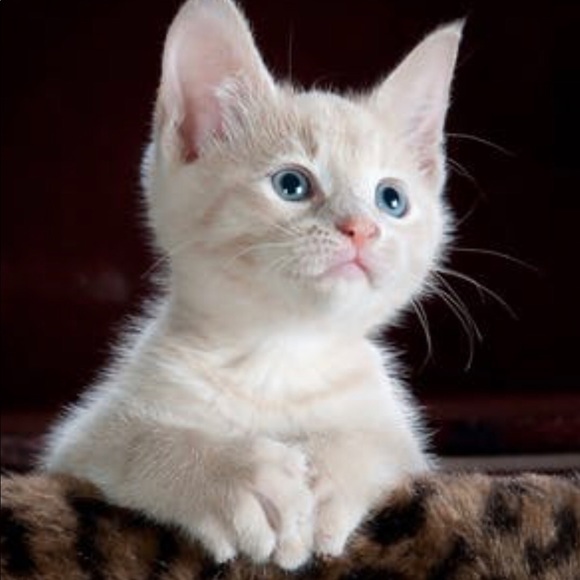 Profile Picture of Cigdem Onaran (@cigdem79) on Poshmark