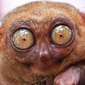 Will Franklin - Youtube Profile Picture of Will Franklin (@wizskrillexmad) on Youtube