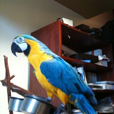 Profile Picture of Adam Falk (@Afalk584) on Twitter