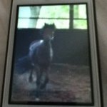 Profile Picture of Anna Capperon (@anna.cap64) on Instagram