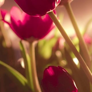 Profile Picture of Timea Kertesz (@timea.kertesz.9619) on Facebook