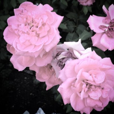 Profile Picture of Max Hickman (@__mmaaxx) on Twitter