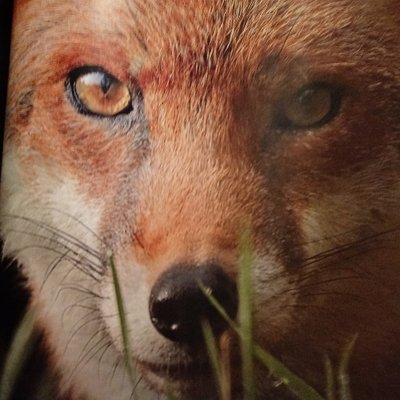 Profile Picture of Laura Lane (@foxybrush) on Twitter