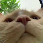 Profile Picture of 𝐂𝐢𝐧𝐝𝐲 (@cindy.kim) on Instagram