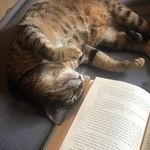Profile Picture of Macka and Gypsy (@bengal_and_savannah) on Instagram