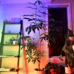 Nicki McCann - Instagram Profile Picture of Nicki McCann (@nicki.lightshow) on Instagram