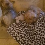 Profile Picture of Frances Cleary (@clearyfrances1) on Instagram