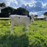 Profile Picture of Carlos Mesa (@cm_ganaderia) on Instagram