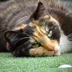 Profile Picture of Ginger (@gingerthetortoiseshell) on Instagram