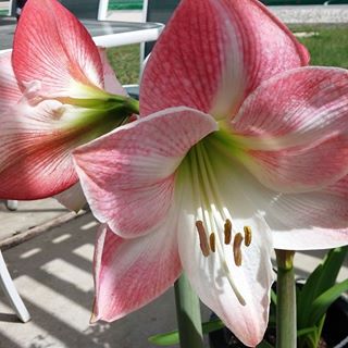 Profile Picture of Vicky Boike (Koob) (@Vicky-Boike) on Facebook