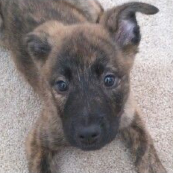 Profile Picture of Ivy Lu (@ivvy05) on Poshmark