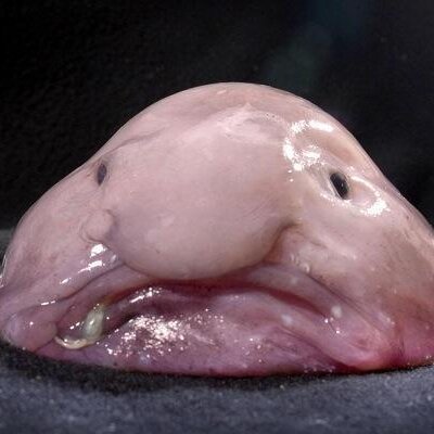 Profile Picture of Caleb Stone (@c_d_stone) on Twitter