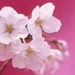Profile Picture of Phyllis Andrews (@lovphyl) on Pinterest