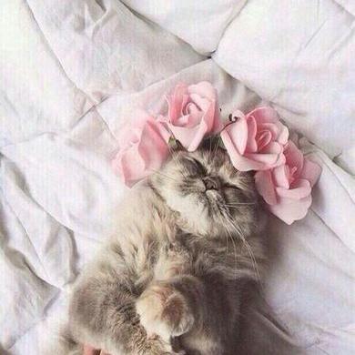 Profile Picture of Larisa Kuznetsova (@larchik9064) on Twitter