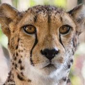 Profile Picture of Alex Chriss (@alexchriss3146) on Youtube