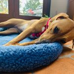 Profile Picture of Tessie (@tessie_theterrier) on Instagram