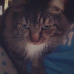 Profile Picture of Dennis Magnuson (@echolestor) on Instagram