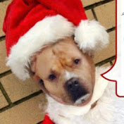 Profile Picture of Jason Bear (@jasonbear6230) on Youtube