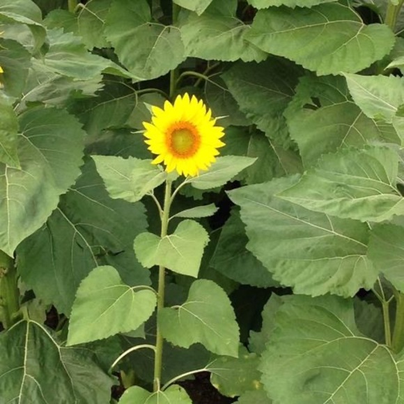 Profile Picture of Jackie Vannorman (@jvannor1) on Poshmark