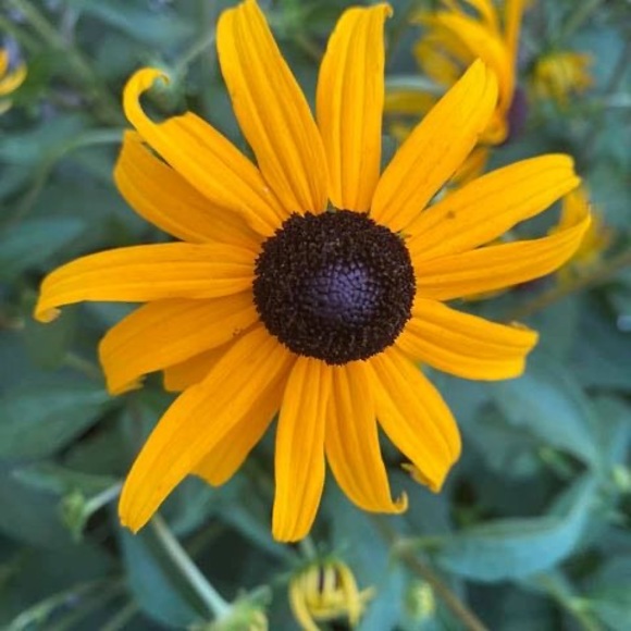 Profile Picture of Robin Cherney (@robincherney52) on Poshmark