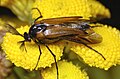 Profile Picture of Metoecus paradoxuson Wikipedia