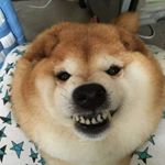 Profile Picture of Nguyễn Hoàng Quyên (@_bobanhbao00) on Instagram