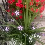 Profile Picture of Alan Andrew (@Alan-Andrew) on Facebook