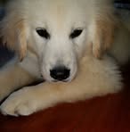 Profile Picture of Janet Fitzgibbon Babcock (@janet.babcock) on Facebook