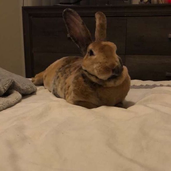 Profile Picture of Chris Davis (@chrisdavis568) on Tiktok