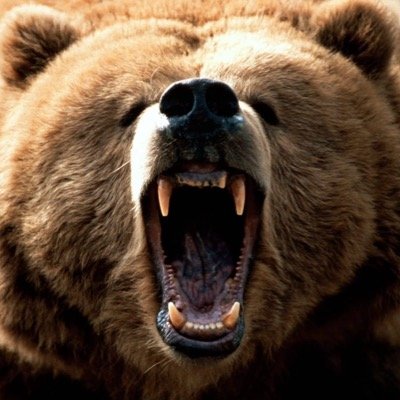 Profile Picture of BearDown (@UptonZach) on Twitter