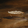 Profile Picture of Adam Eagle (@Adam Eagle) on Flickr