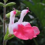 Profile Picture of Suzanne Richards (@pixelladysr) on Instagram