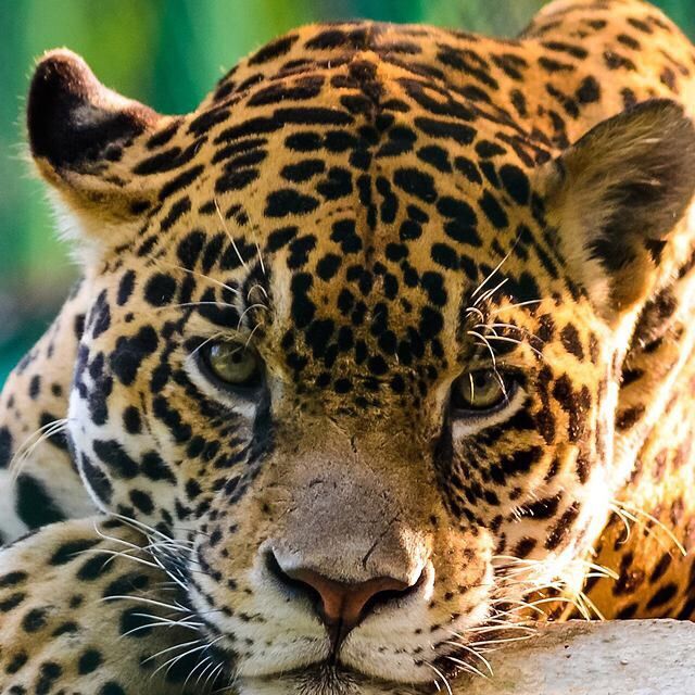 Profile Picture of Isla Thompson (@islathompson898) on Tiktok