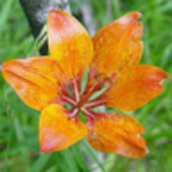 Profile Picture of Haley Woodall (@softball2198) on Poshmark