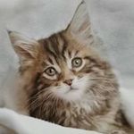 Mariangela Thomas - Instagram Profile Picture of Mariangela Thomas (@mariangela_thomas) on Instagram