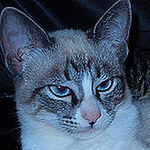 Profile Picture of Julia Angst (@nemonamore) on Flickr