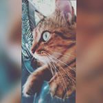 Profile Picture of Meow😺 (@hazel._.brown) on Instagram