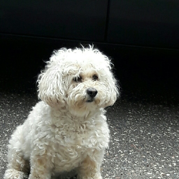 Profile Picture of Sandy Donnette (@sophie4u) on Poshmark