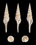 Profile Picture of Turridaeon Wikipedia