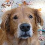 Profile Picture of Luann Thompson (@luannthompson1) on Pinterest