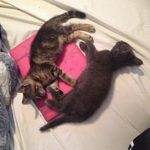 Profile Picture of Apollo And Athena 😻 (@athena_apollo_zamora) on Instagram