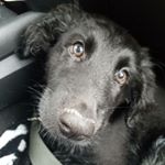 Profile Picture of Sirius Winslow Daniel Black (@notsosiriuspuppy) on Instagram