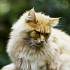 Profile Picture of Samuel M (@Samuel Moose) on Flickr