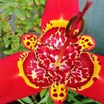 Profile Picture of Daniela Arce Donoso (@daniarced) on Flickr