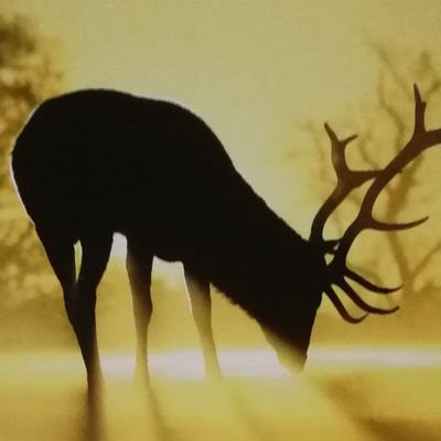 Profile Picture of Pepe Foof (@JakeAda51043902) on Twitter